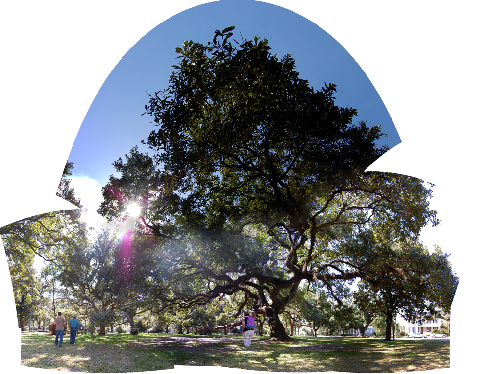 liveoakfisheye1_fused